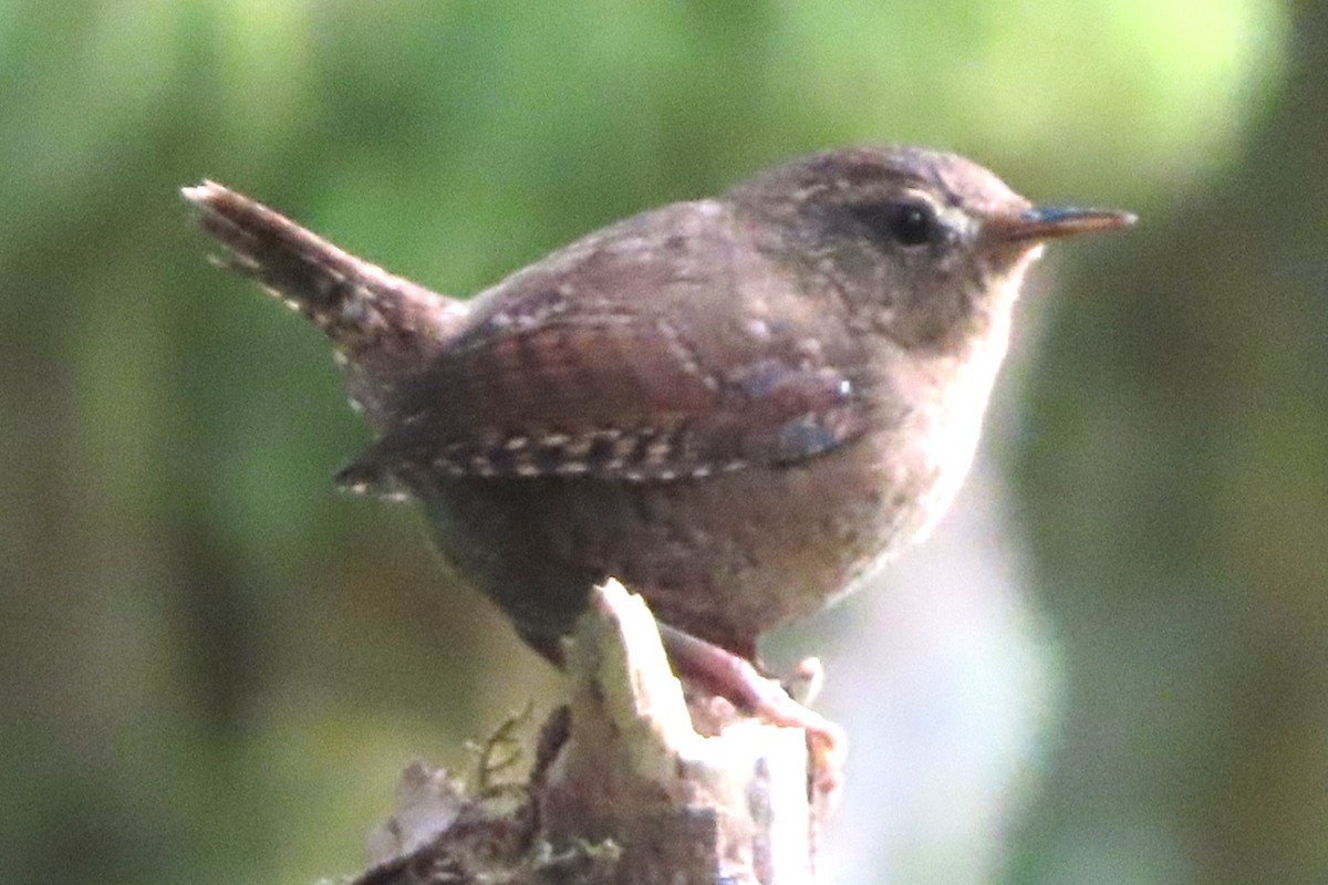 Pasifik Çıtkuşu - ML641896883