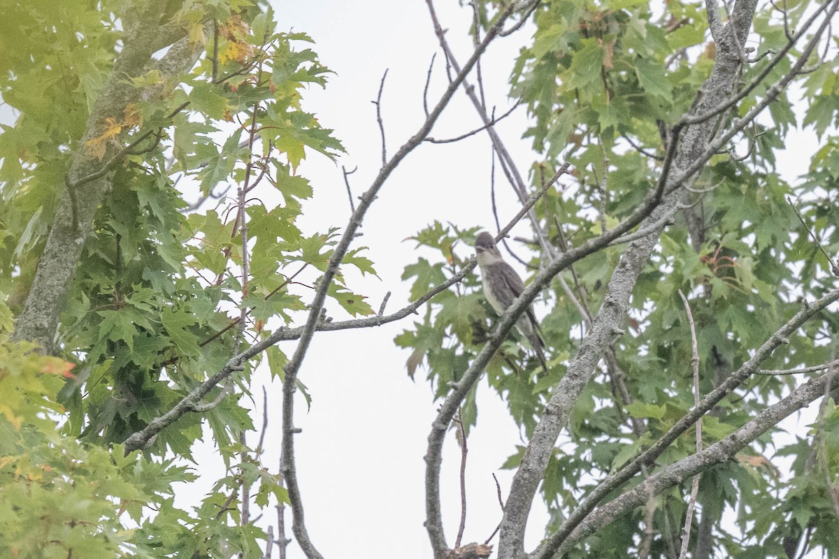 Boreal Sinekkapan - ML641896886