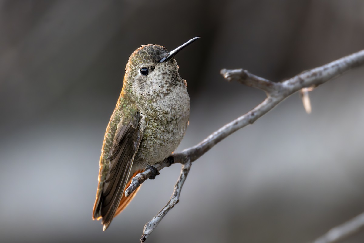 Colibrí de Anna - ML641896887