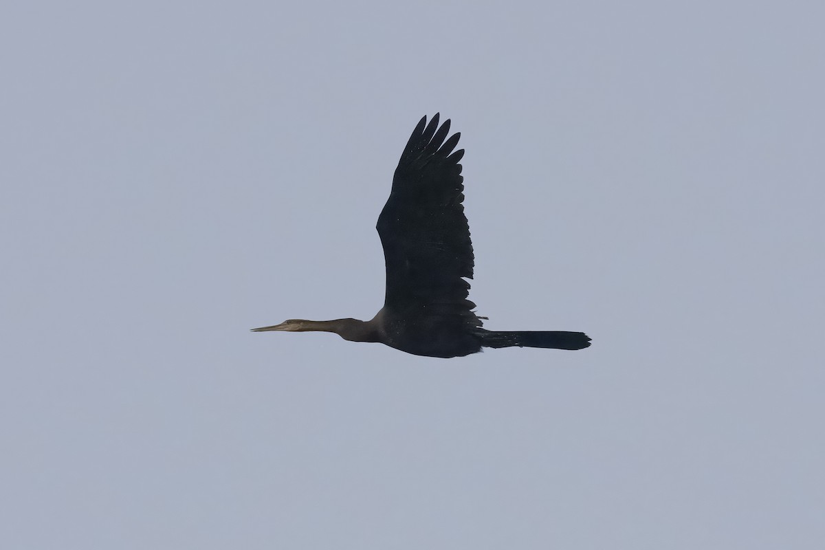 アフリカヘビウ - ML641896891