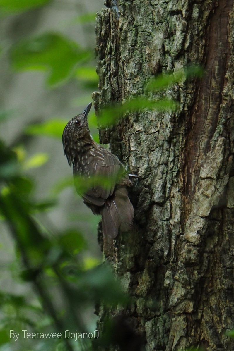 Rufous Limestone Babbler - ML641896896