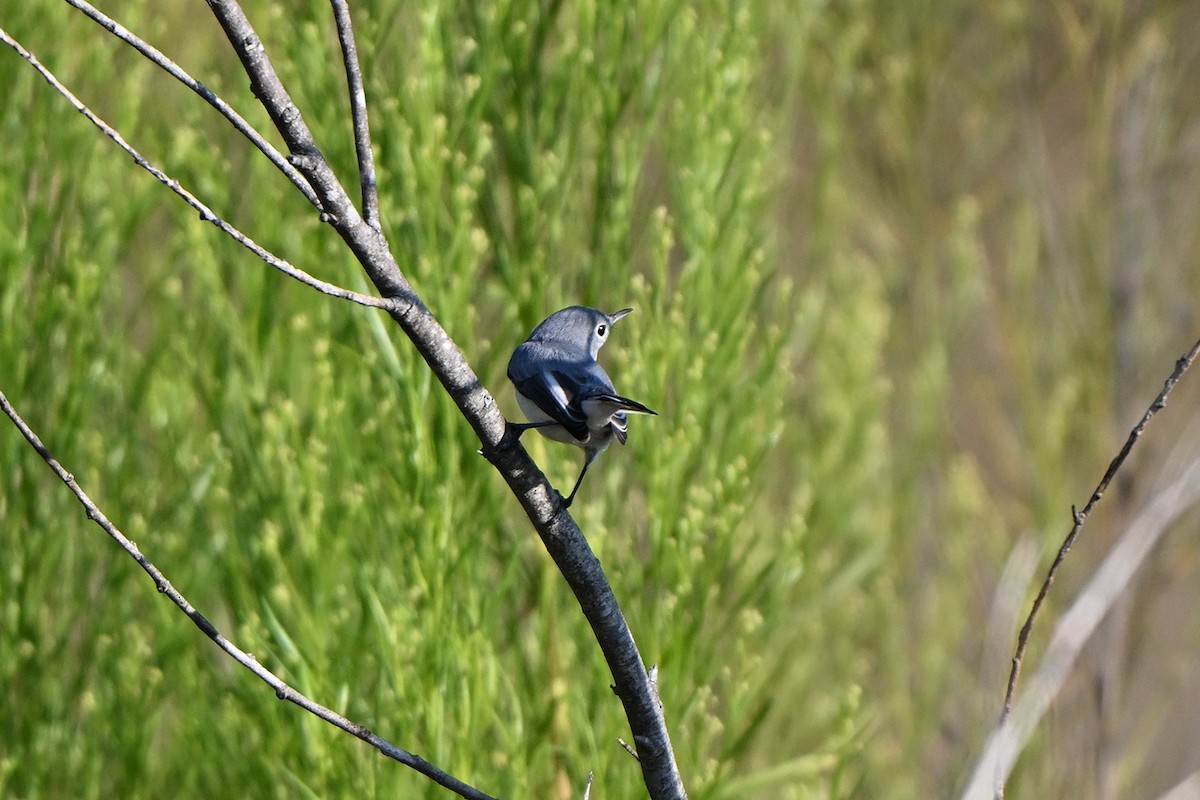 Blue-gray Gnatcatcher - ML641896899