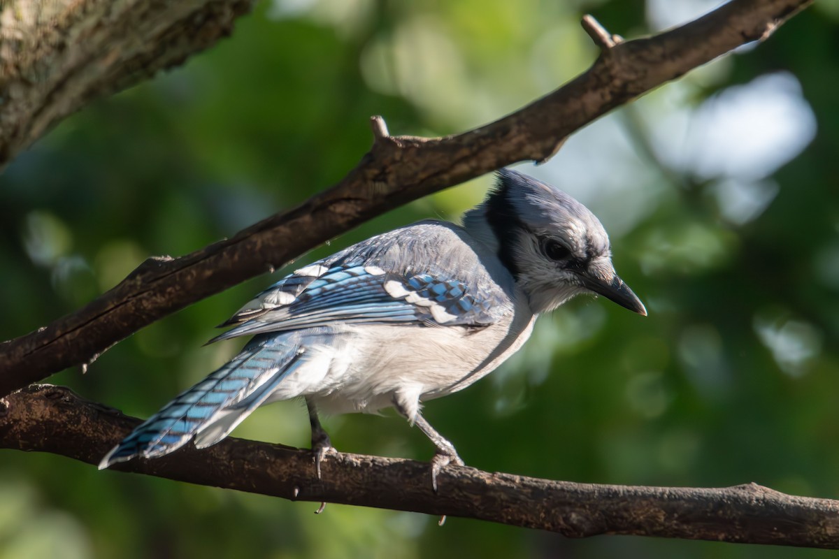 Blue Jay - ML641896903