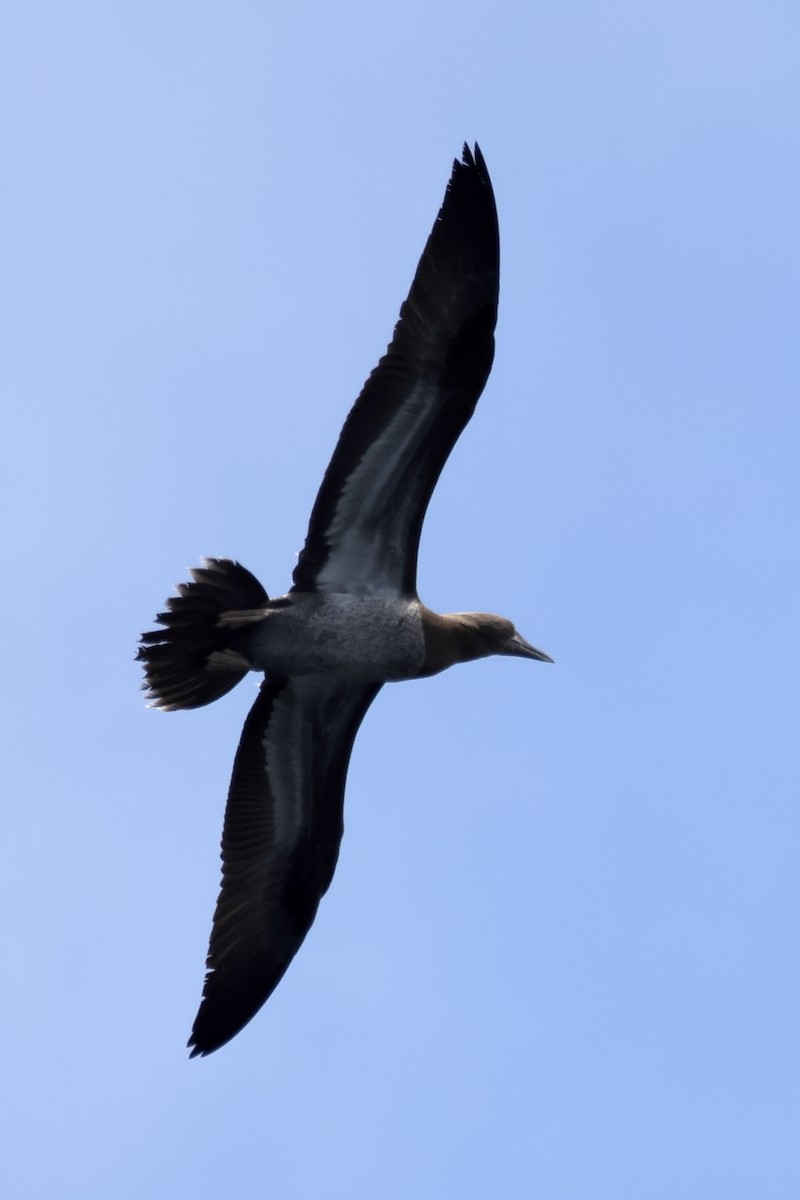Cocos Booby - ML641896931
