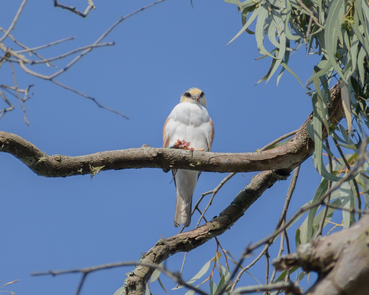 Pearl Kite - ML641896952