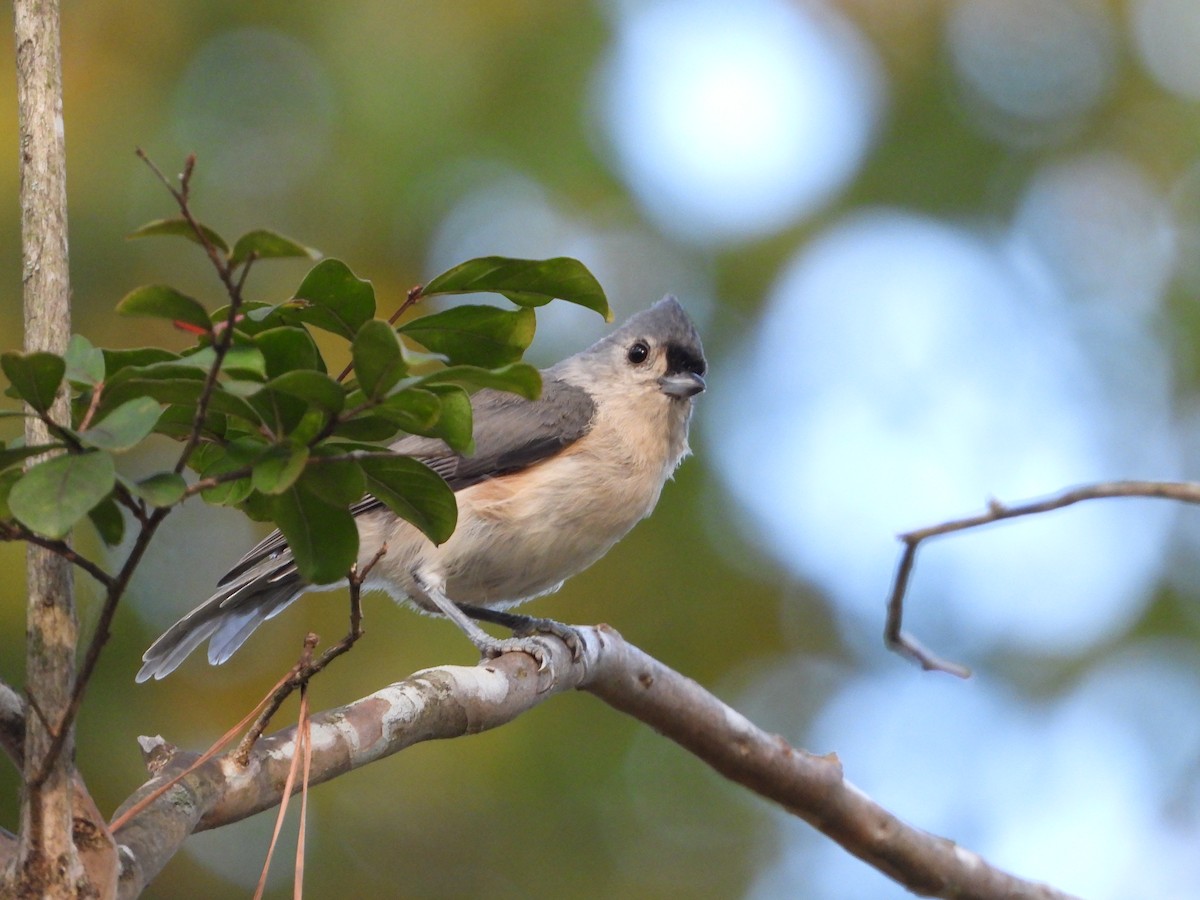 Tufted Titmouse - ML641896953