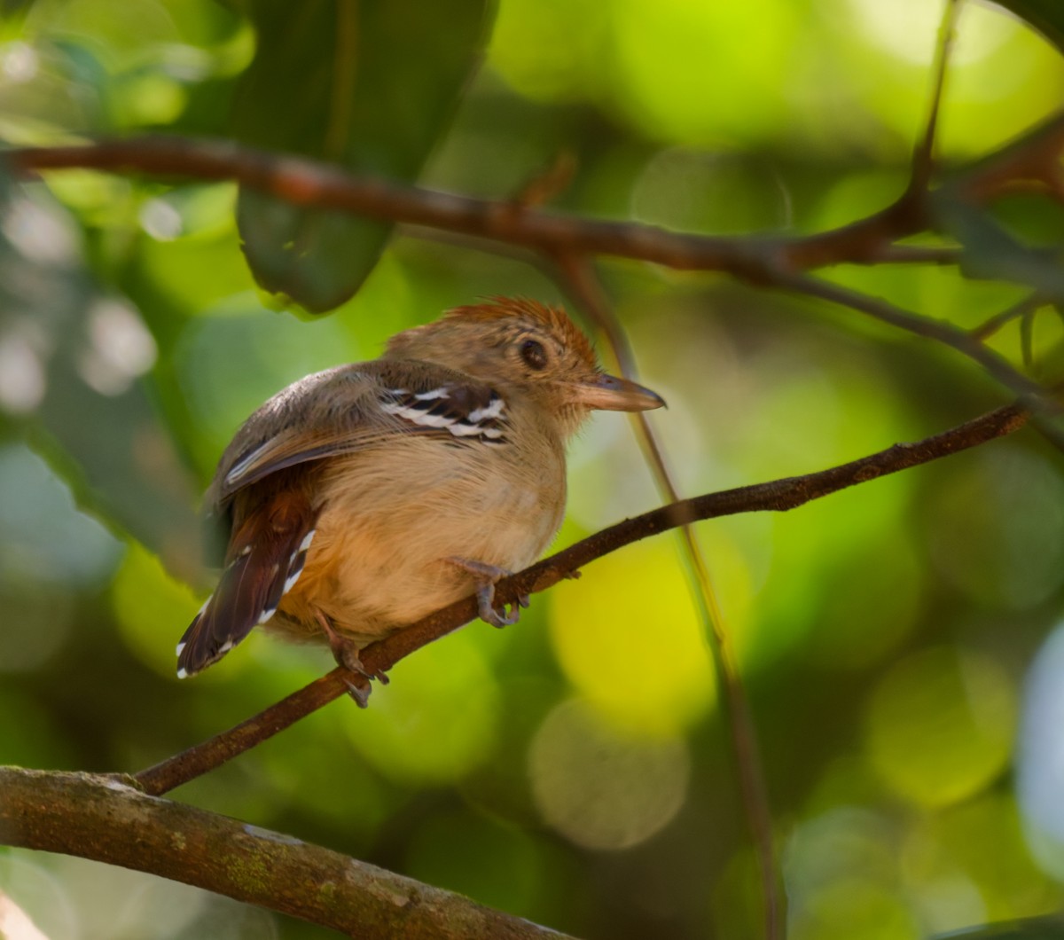 Sooretama Slaty-Antshrike - ML641896965