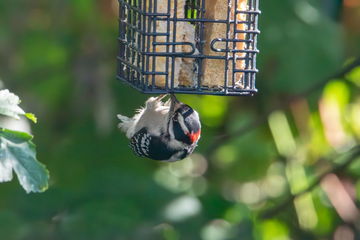 Downy Woodpecker - ML641896971