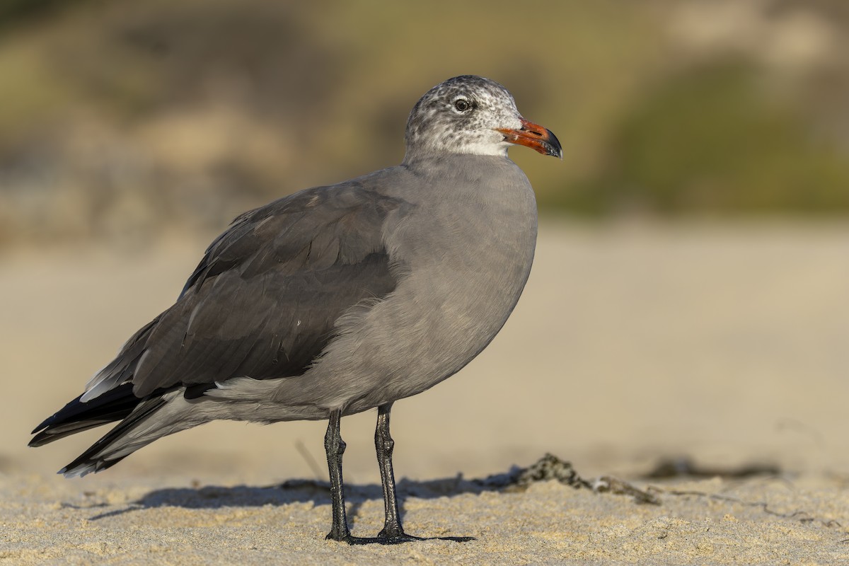 Gaviota Mexicana - ML641896973