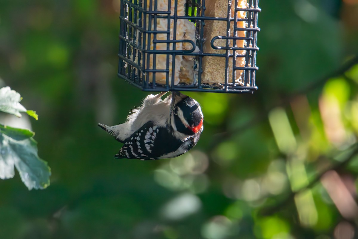 Downy Woodpecker - ML641896974