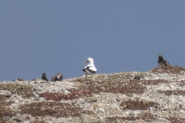 Masked Booby - ML641896991