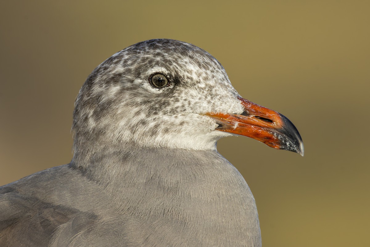Gaviota Mexicana - ML641896992