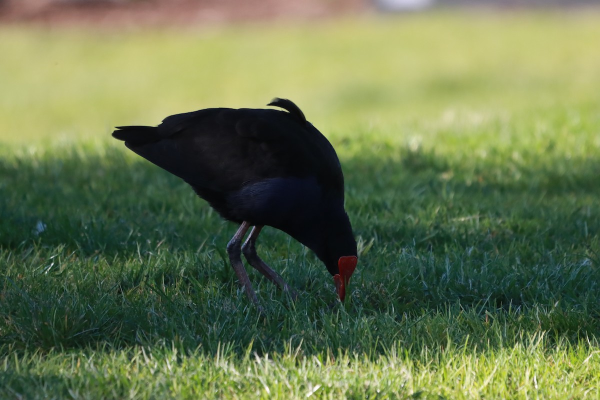Australasian Swamphen - ML641896996