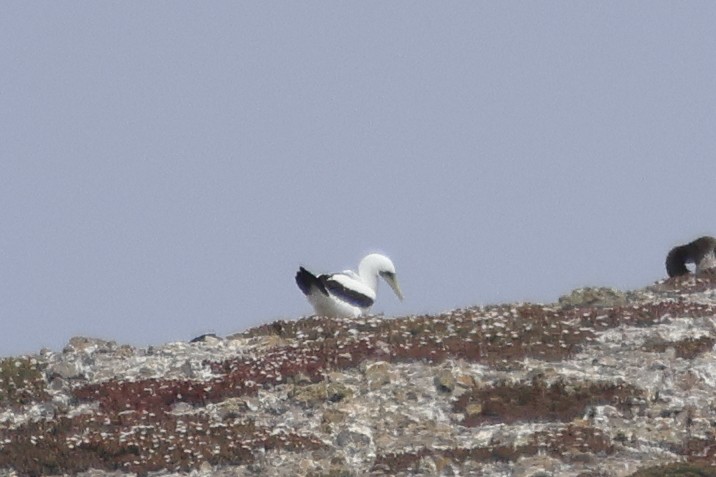 Masked Booby - ML641896998