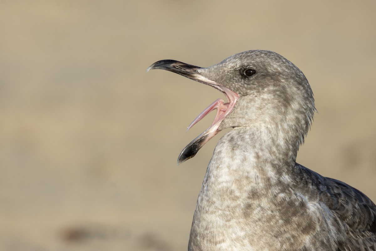 Gaviota Occidental - ML641897003
