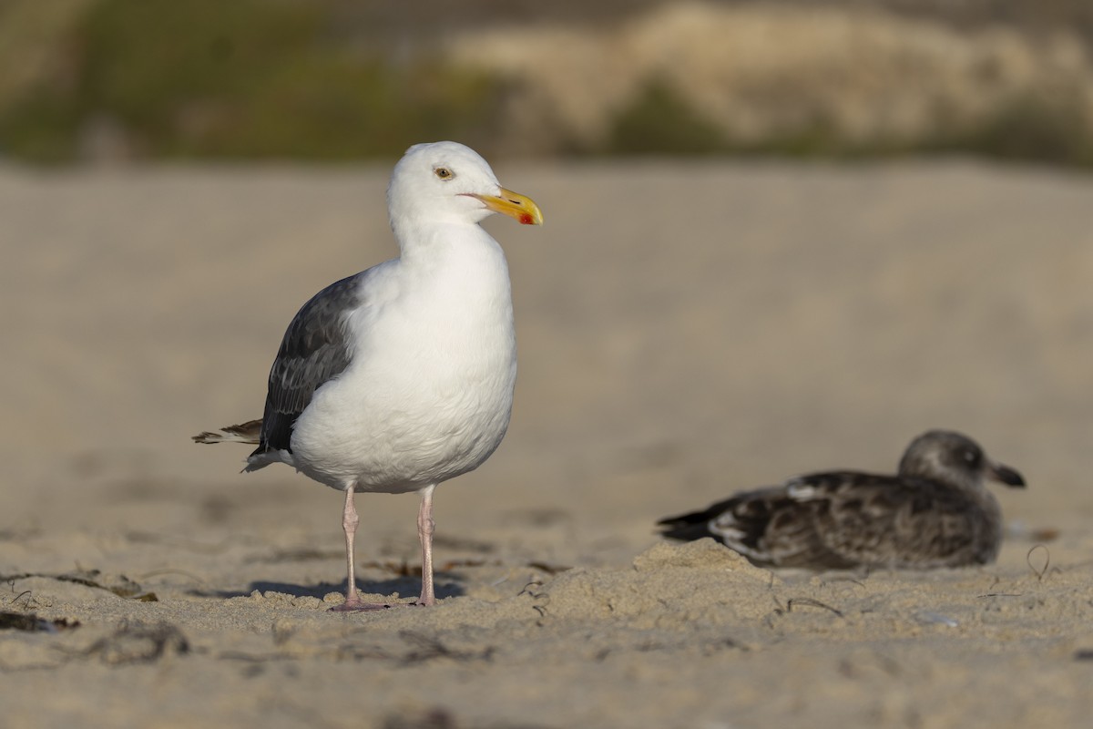 Gaviota Occidental - ML641897005