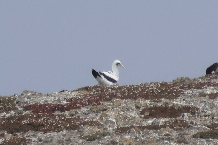 Masked Booby - ML641897006