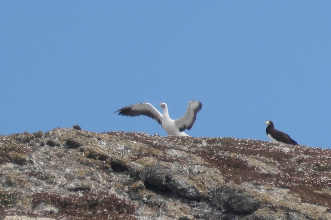 Masked Booby - ML641897016