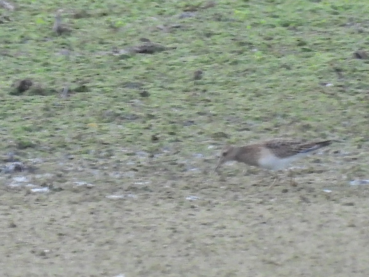 Pectoral Sandpiper - ML641897018