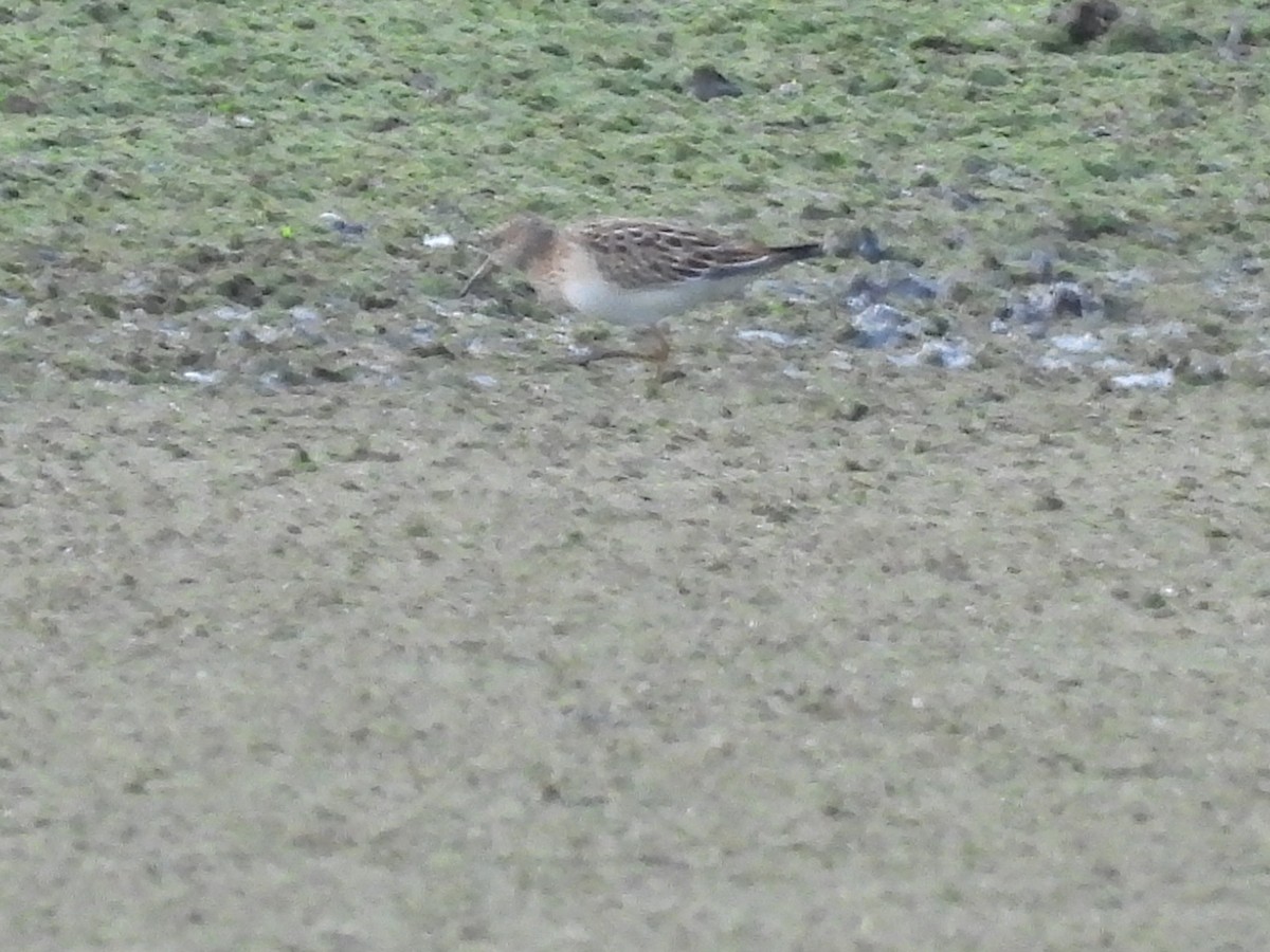 Pectoral Sandpiper - ML641897019