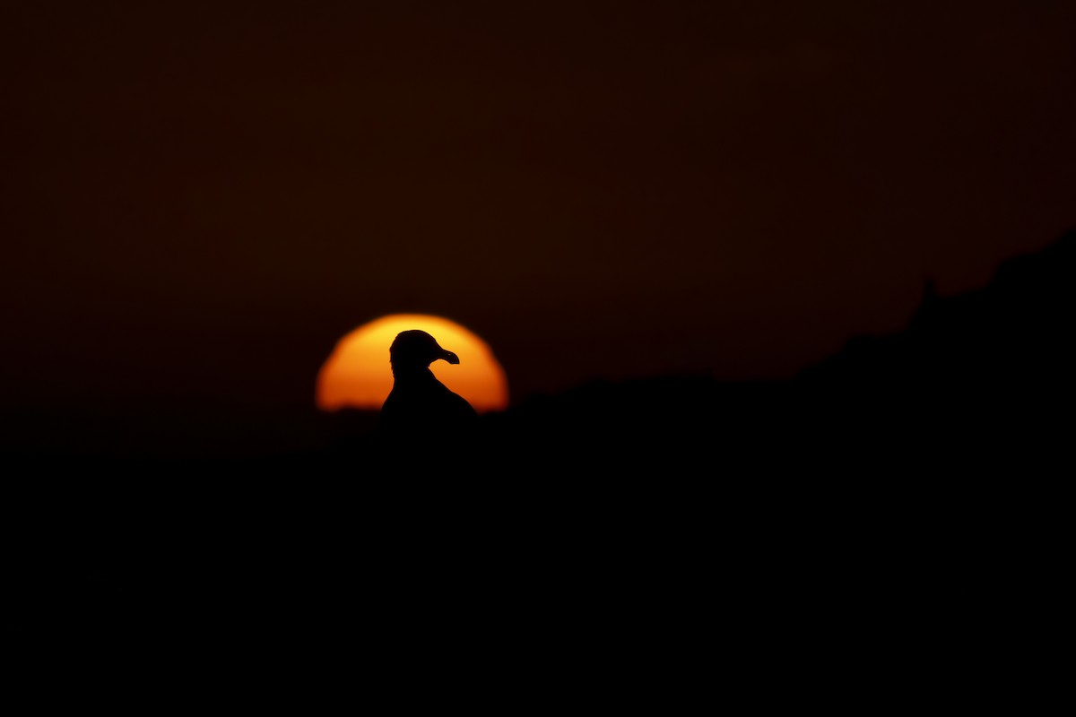 Gaviota Occidental - ML641897022