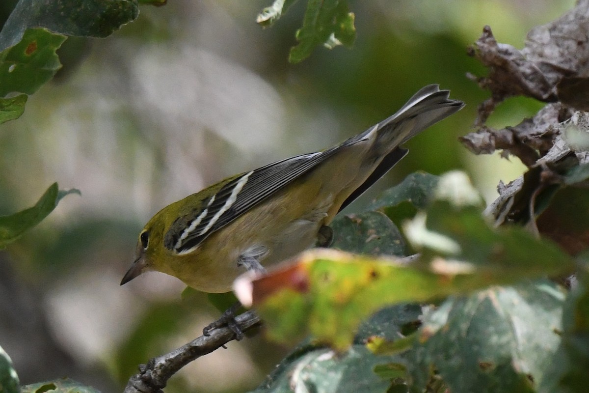 Bay-breasted Warbler - ML641897025