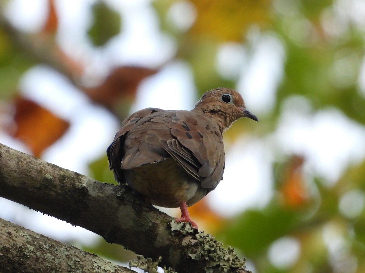 Mourning Dove - ML641897031