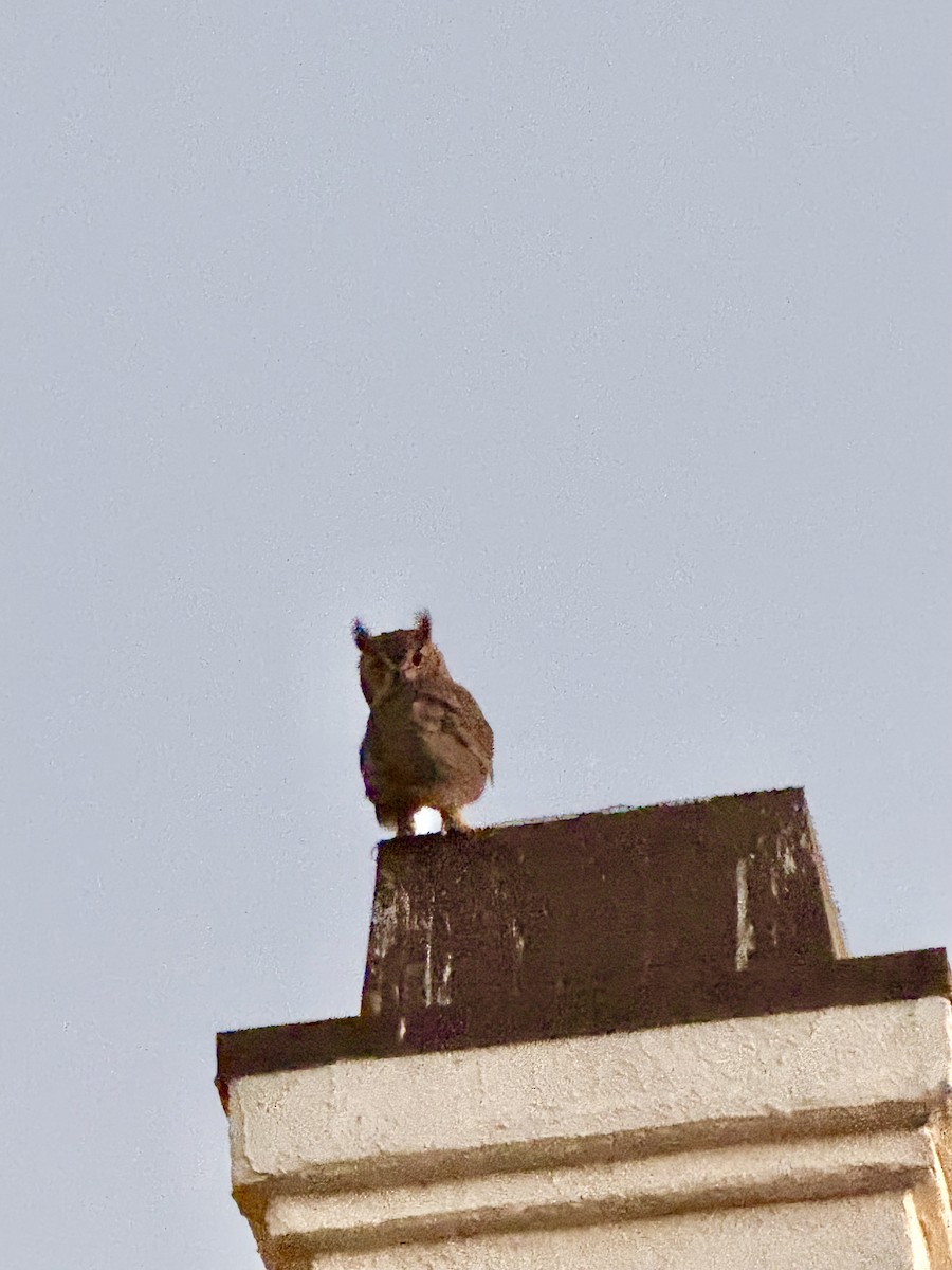 Great Horned Owl - ML641897047