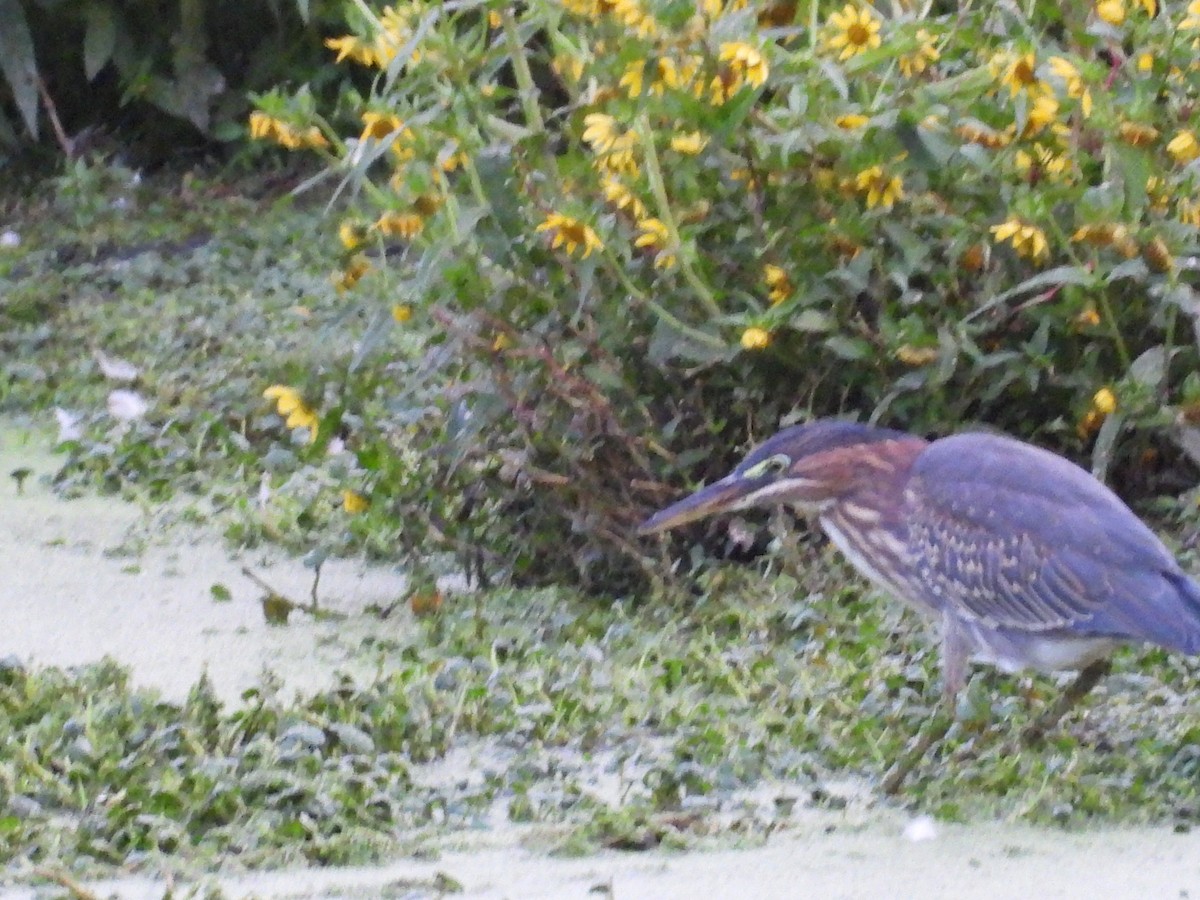Green Heron - ML641897048