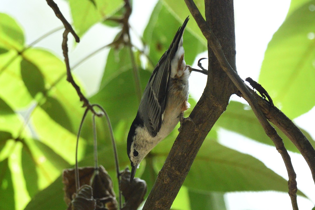 White-breasted Nuthatch - ML641897052