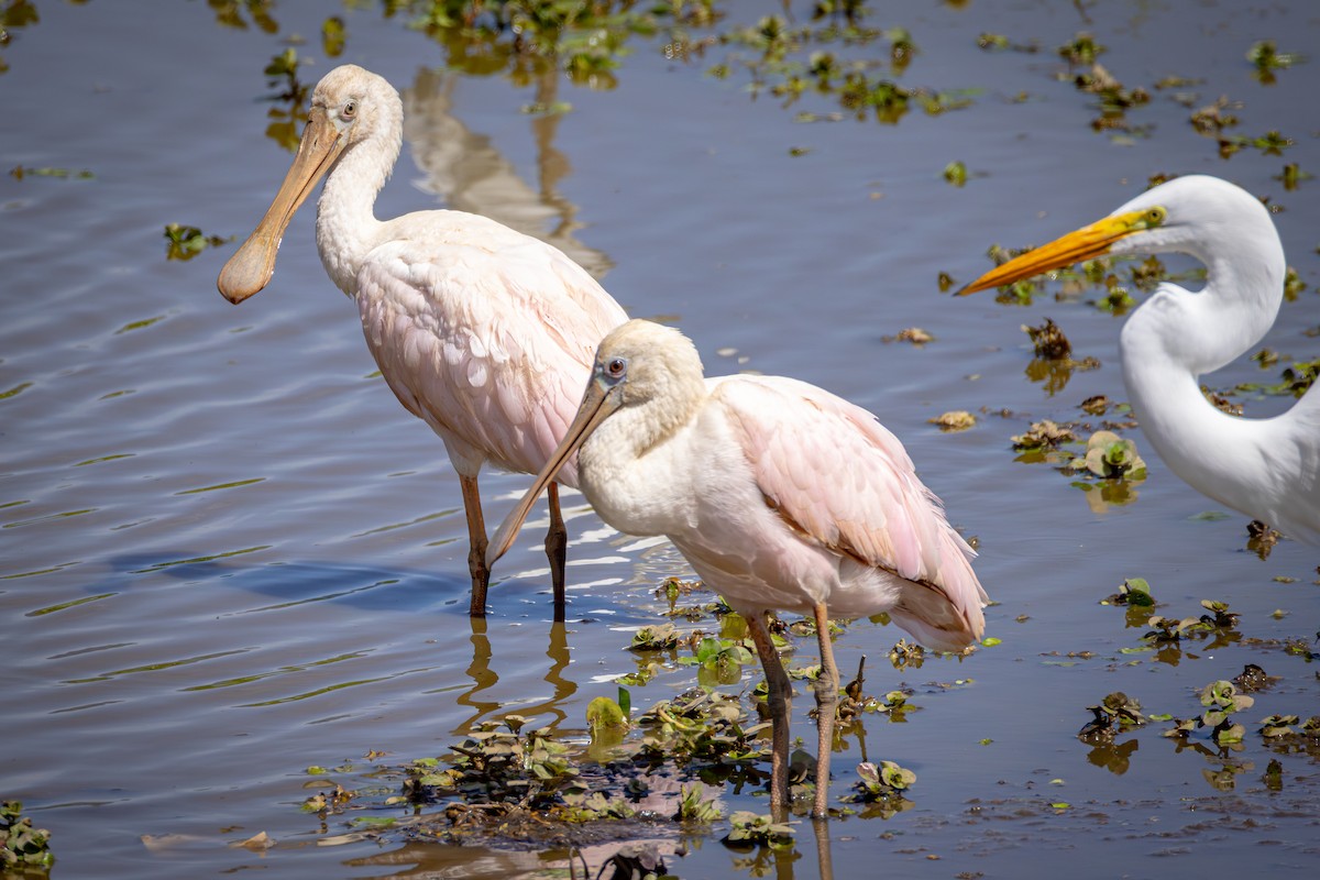 Roseate Spoonbill - ML641897059