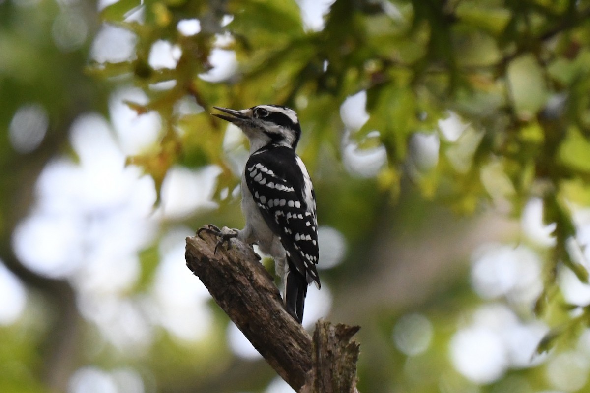 Hairy Woodpecker - ML641897060
