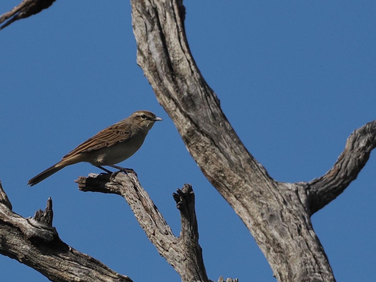 Rufous Songlark - ML641897062