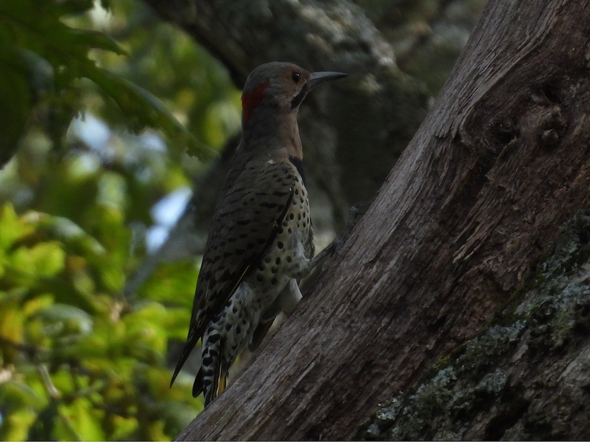 Northern Flicker - ML641897087