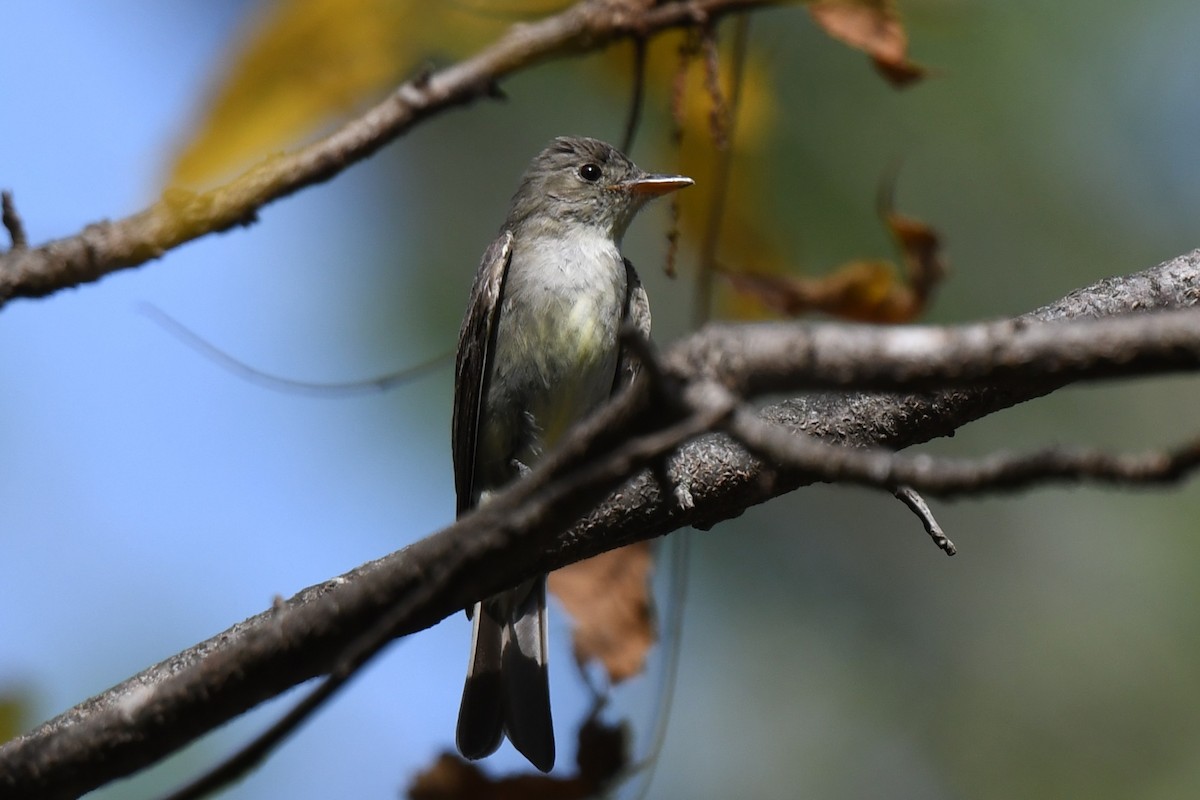 Eastern Wood-Pewee - ML641897096