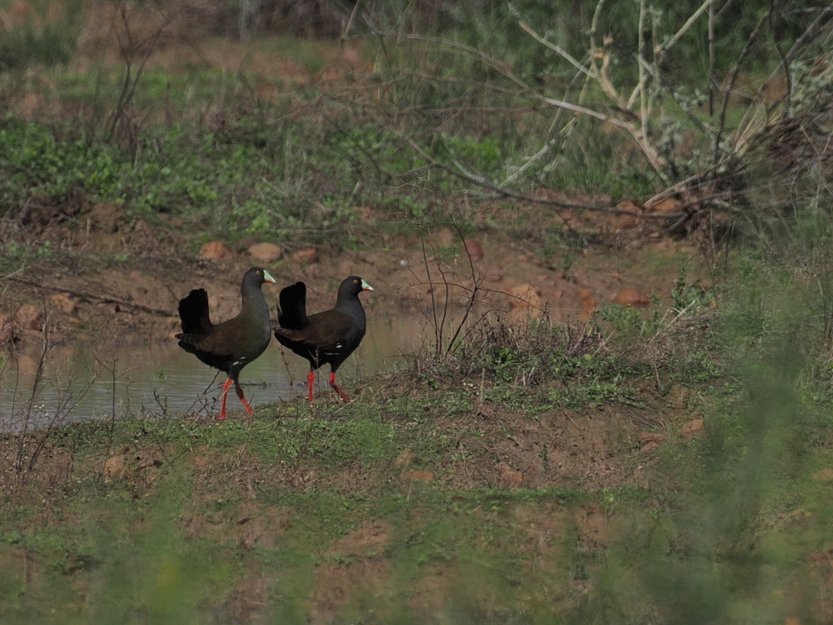 Black-tailed Nativehen - ML641897102