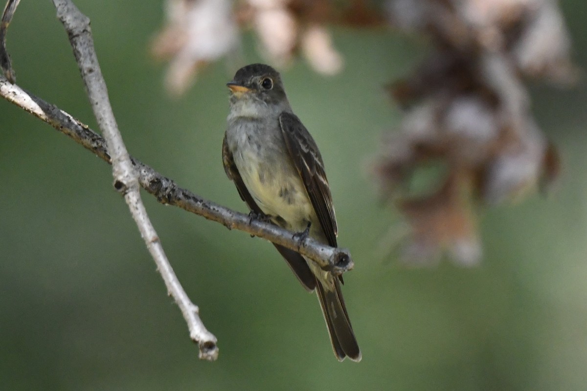 Eastern Wood-Pewee - ML641897110