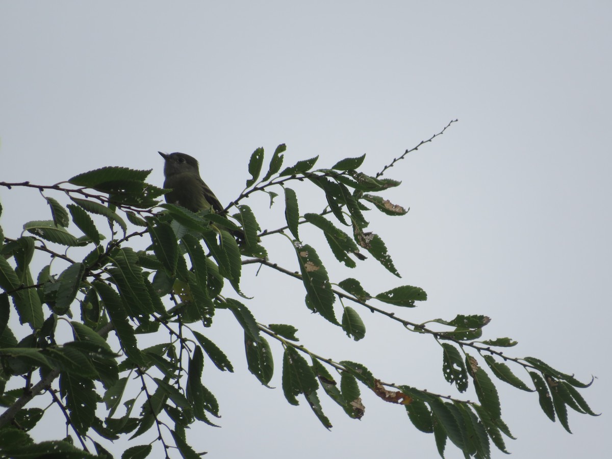 Hammond's Flycatcher - ML641897128