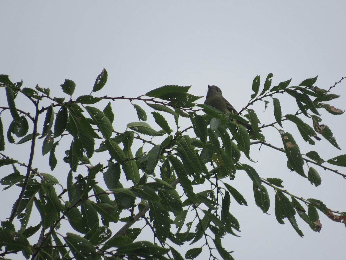 Hammond's Flycatcher - ML641897129