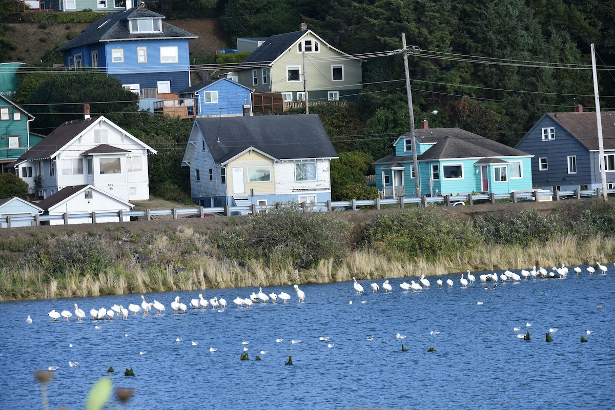 gull sp. - ML641897135