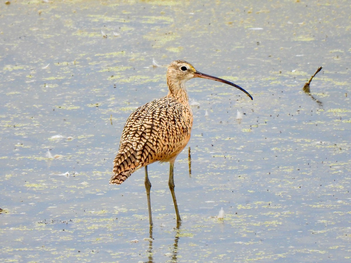 Long-billed Curlew - ML641897139
