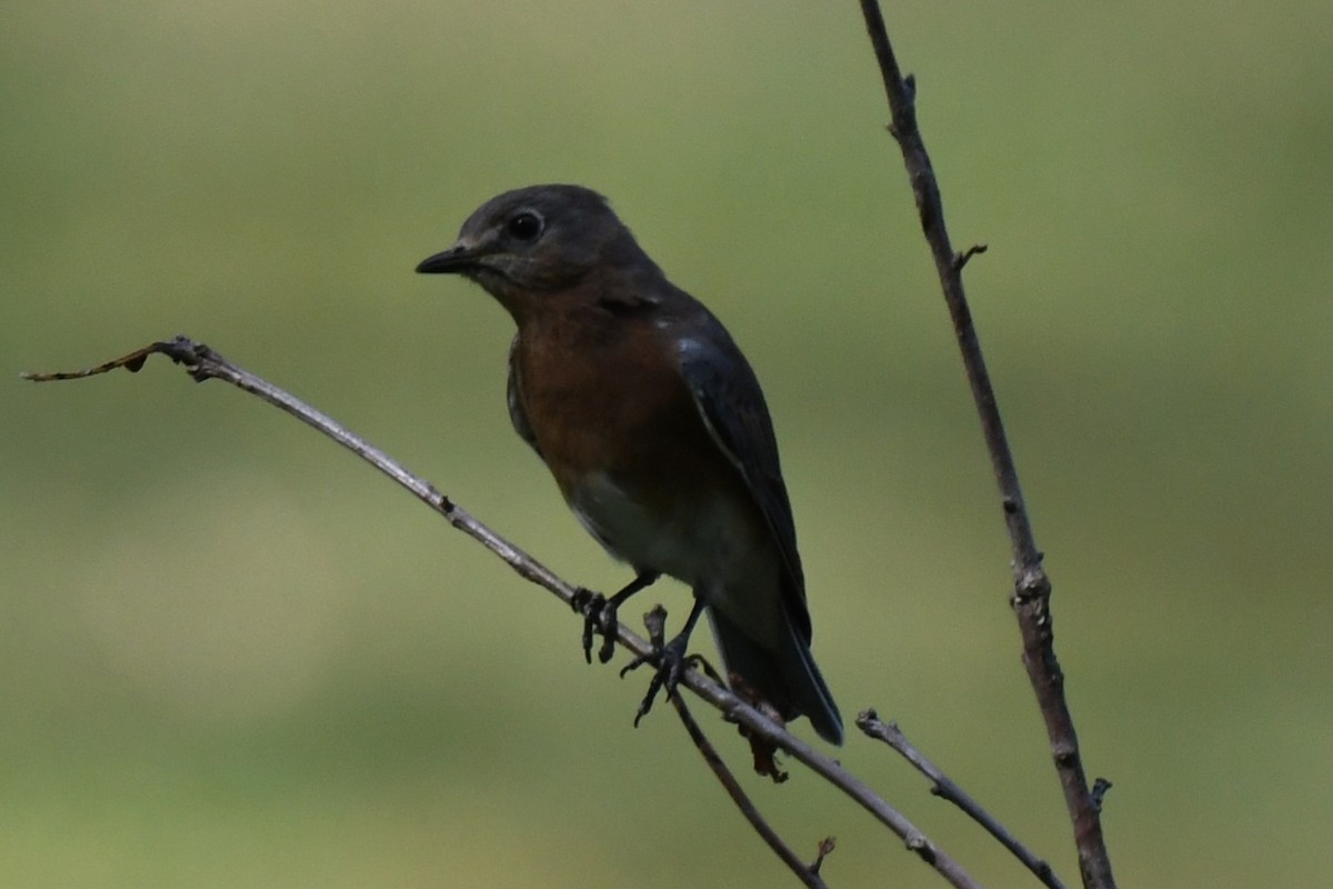 Eastern Bluebird - ML641897140