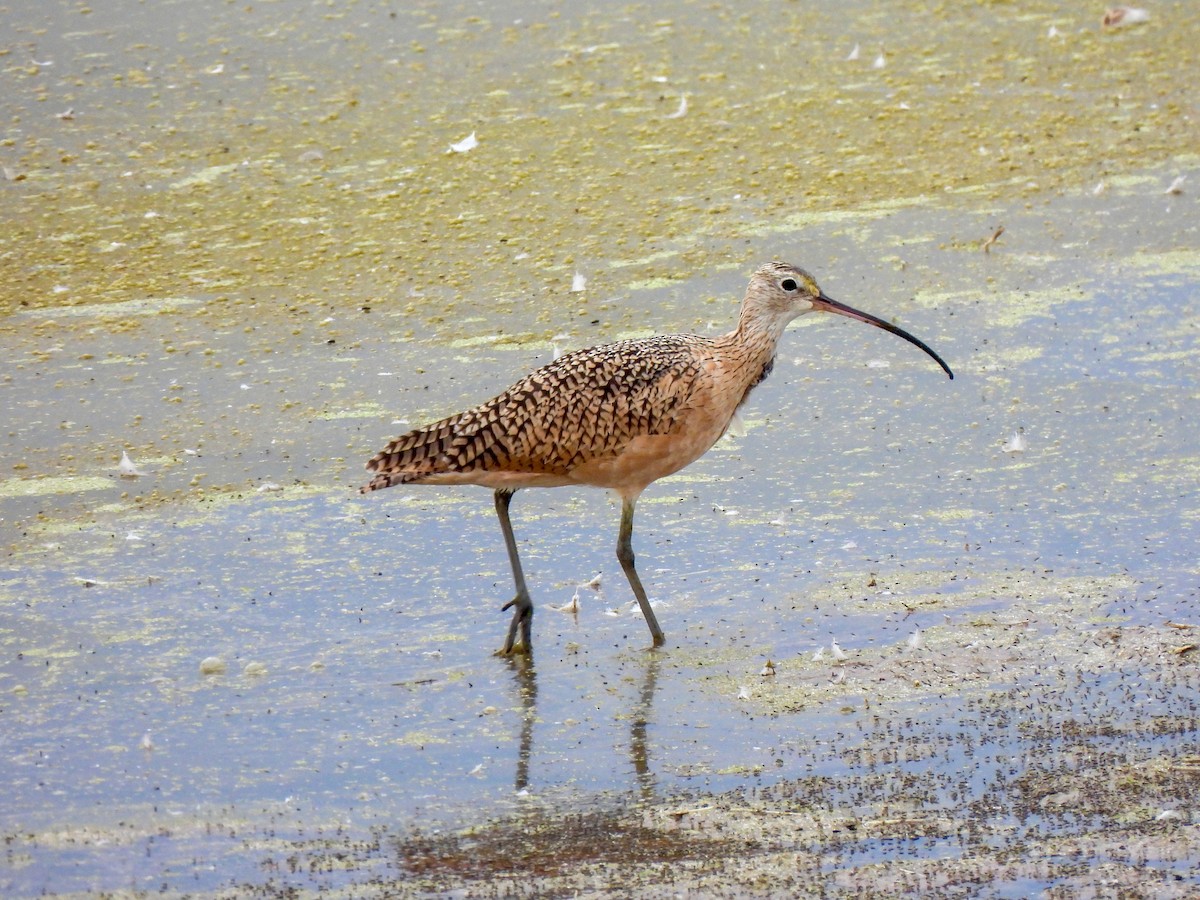 Long-billed Curlew - ML641897141