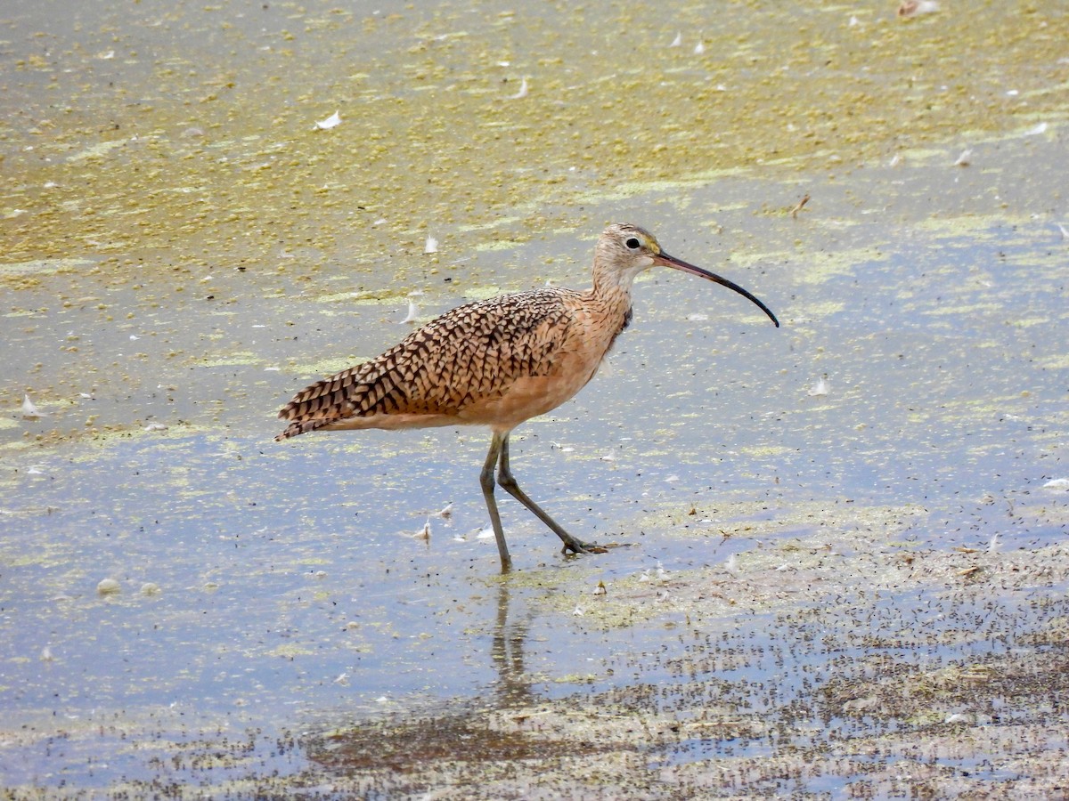 Long-billed Curlew - ML641897142
