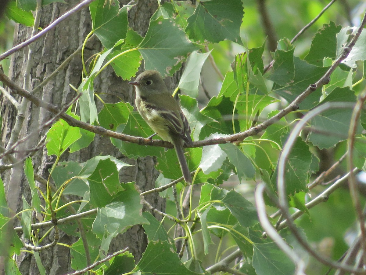 Hammond's Flycatcher - ML641897149