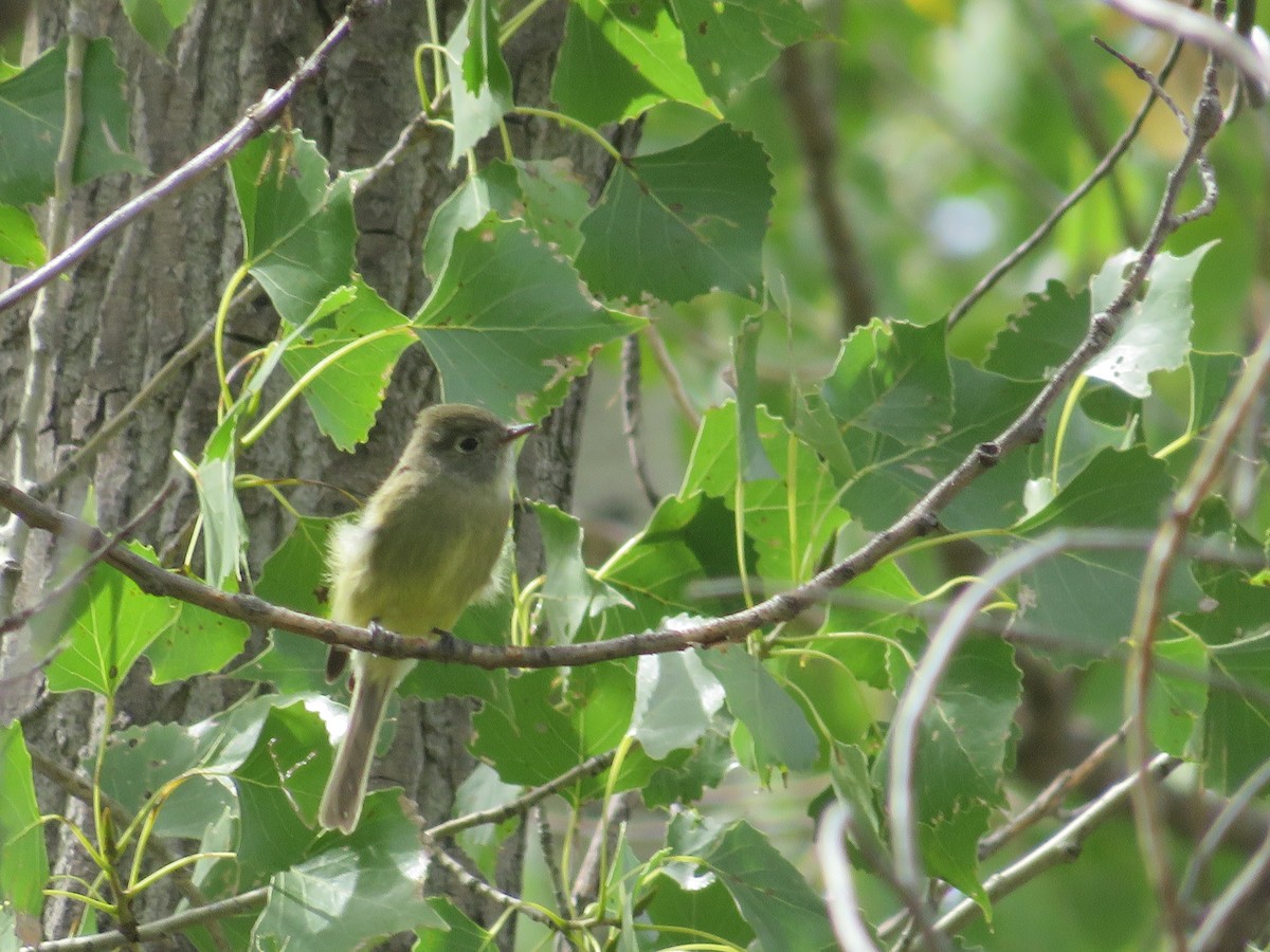 Hammond's Flycatcher - ML641897150