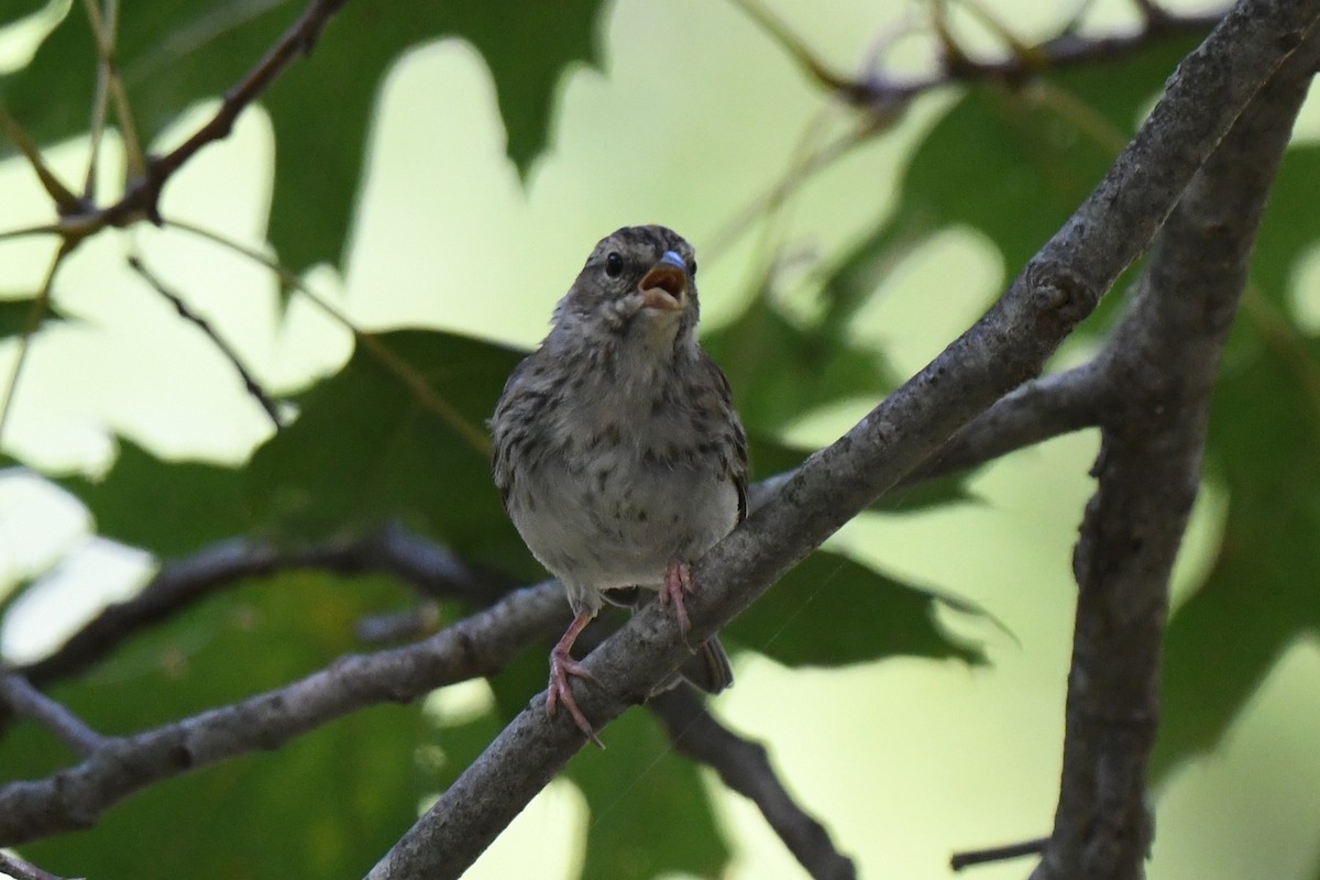 Chipping Sparrow - ML641897155