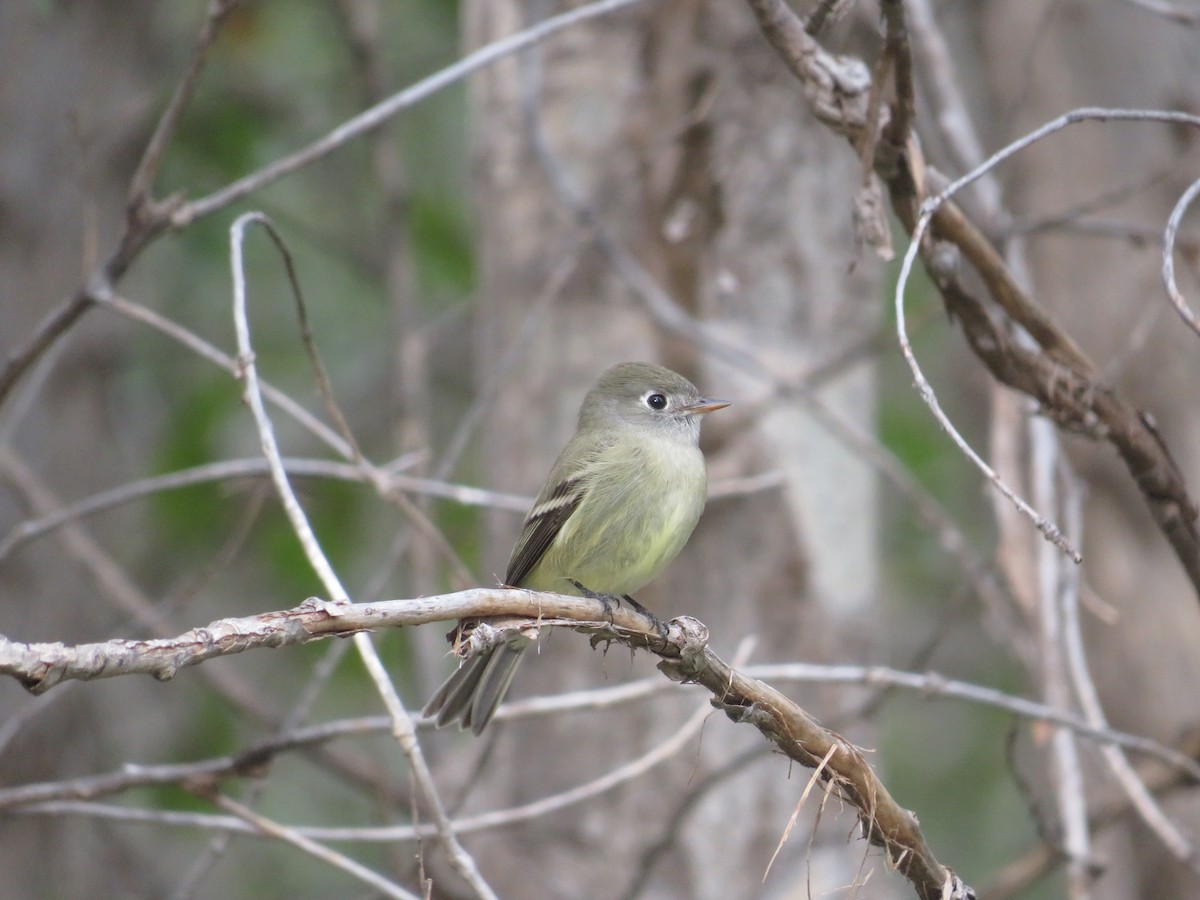 Hammond's Flycatcher - ML641897165