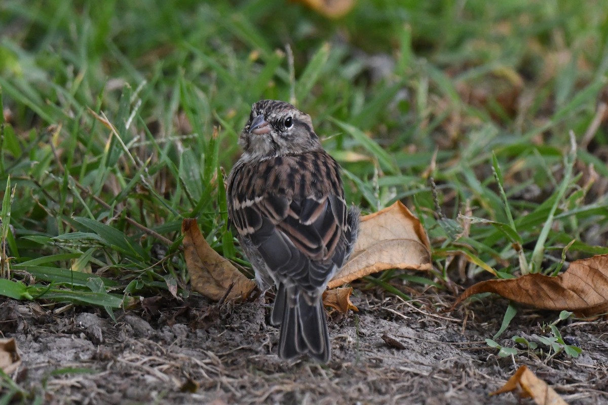 Chipping Sparrow - ML641897176