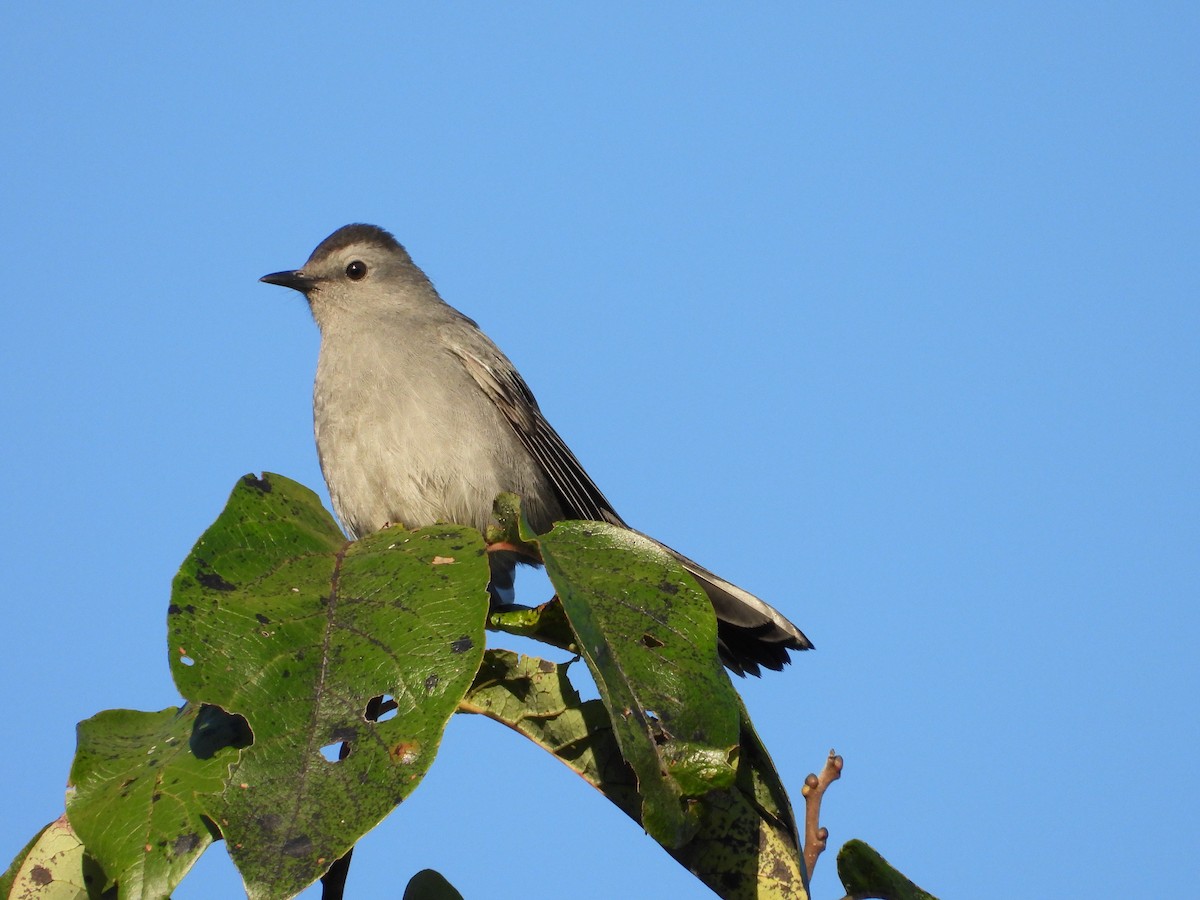 Gray Catbird - ML641897189